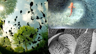 Las fotos de naturaleza más espectaculares de 2015